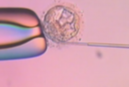 做试管借卵代怀公司移植冻胚是三代试管借卵代怀公司的多还是生女孩的多?