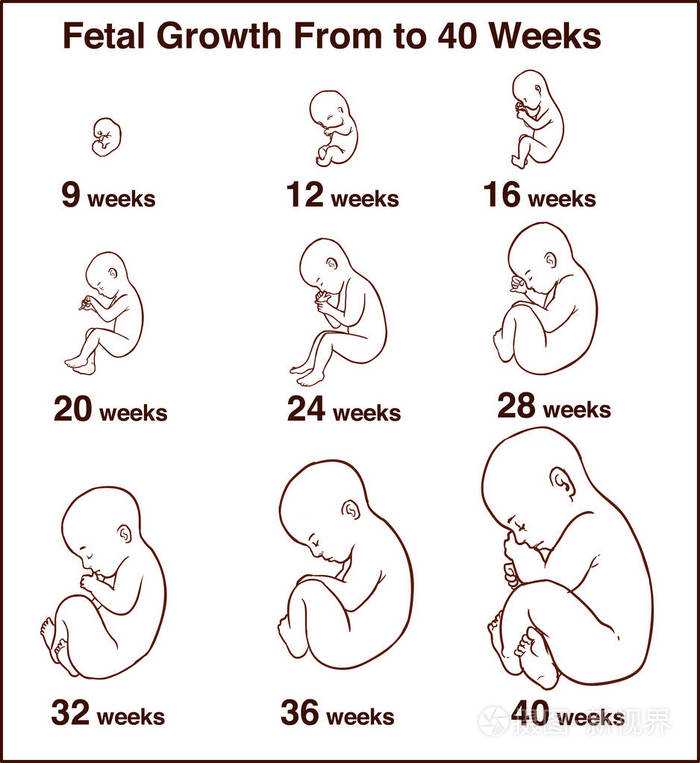 胚胎发育。妊娠 vecto 的人胎儿生长阶段.jpg